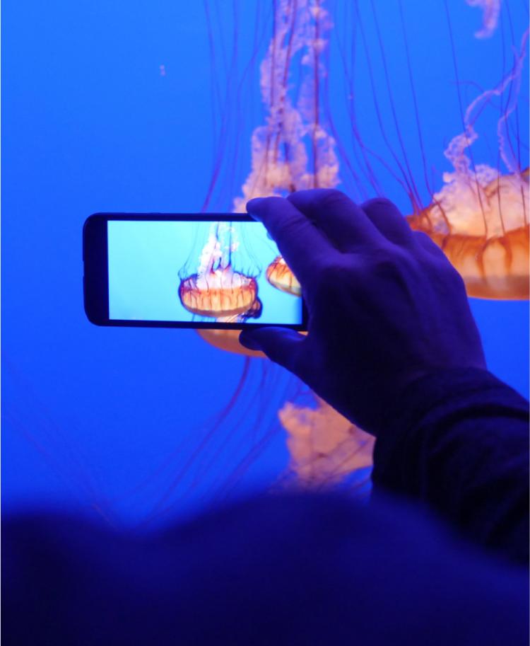 person taking a photo of jellyfish in an aquarium with a smart phone